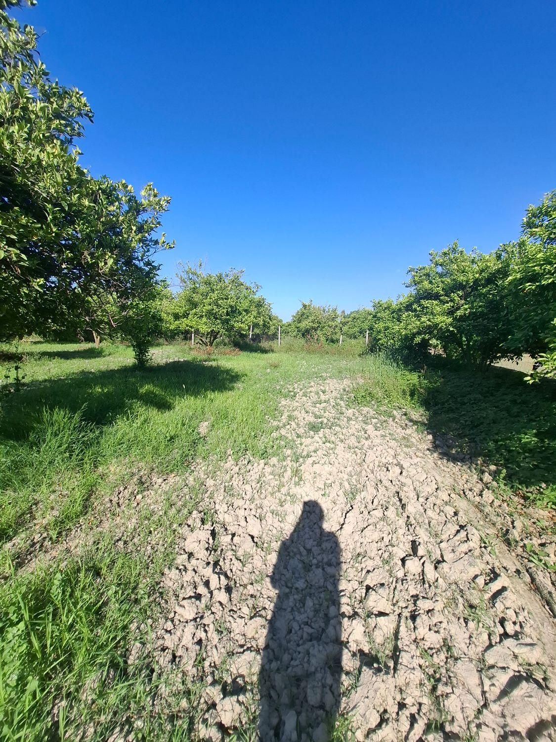 باغ 1500متری سند دار دونبش جاده اصلی|فروش زمین و ملک کلنگی|نوکنده, |دیوار