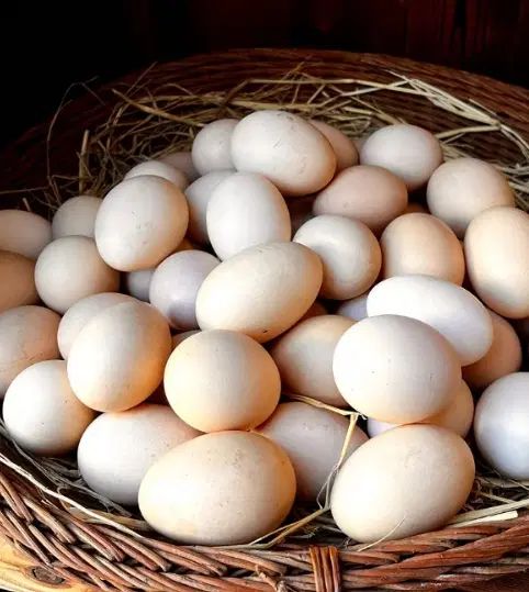 تخم مرغ خانگی تازه|خوردنی و آشامیدنی|مشهد, میان ولایت|دیوار