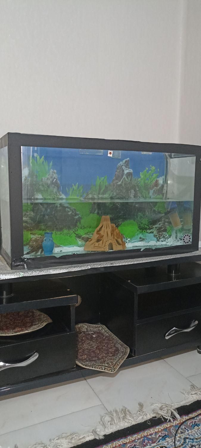 آکواریوم|ماهی|پردیس, فاز ۵|دیوار