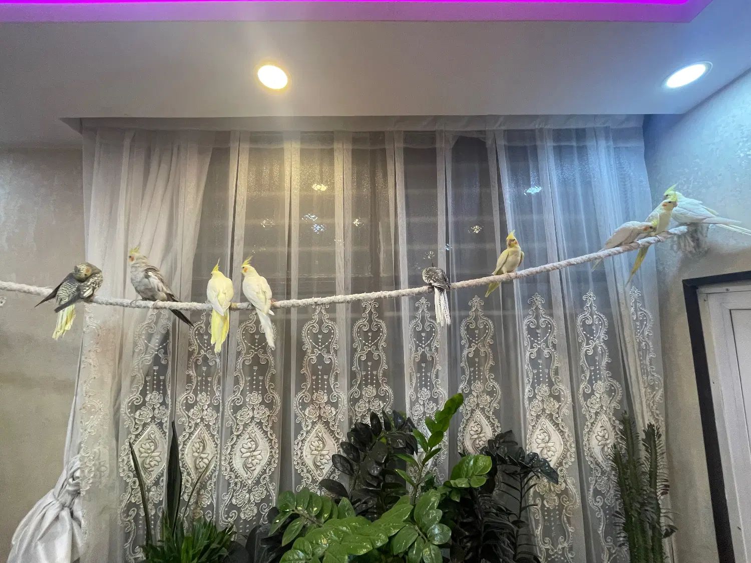 عروس هلندی|پرنده|اصفهان, جی شیر|دیوار