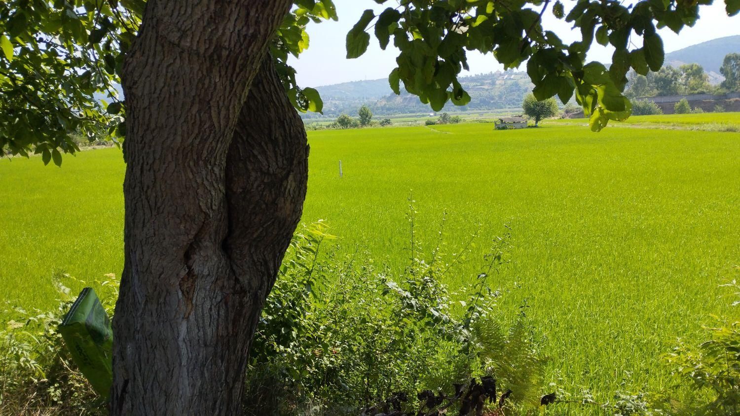 فروش ۱۳۰۰ متری|فروش دفتر صنعتی، کشاورزی، تجاری|ساری, |دیوار