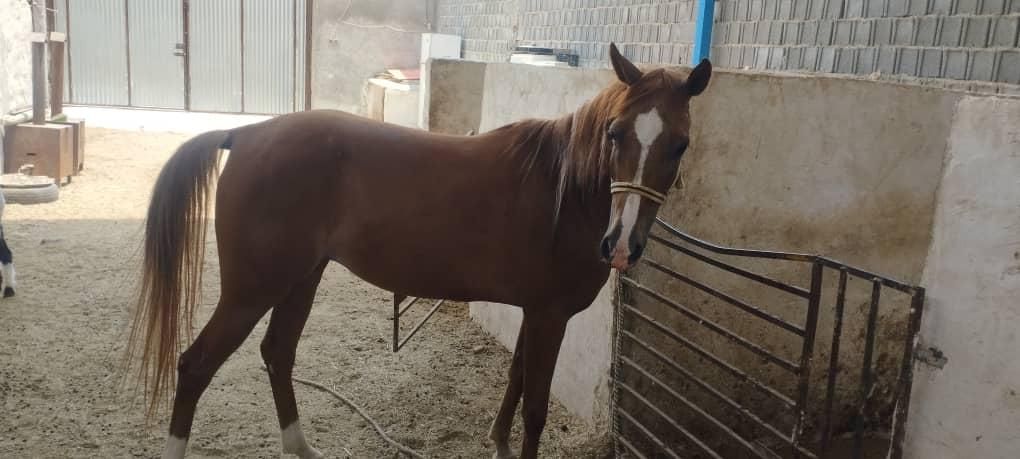 فروش چند راس اسب مادیون|اسب و تجهیزات اسبسواری|جهرم, |دیوار