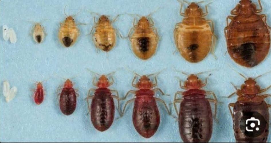 سمپاشی تضمینی سوسک. ساس. سم پاشی عقرب|خدمات نظافت|یزد, |دیوار