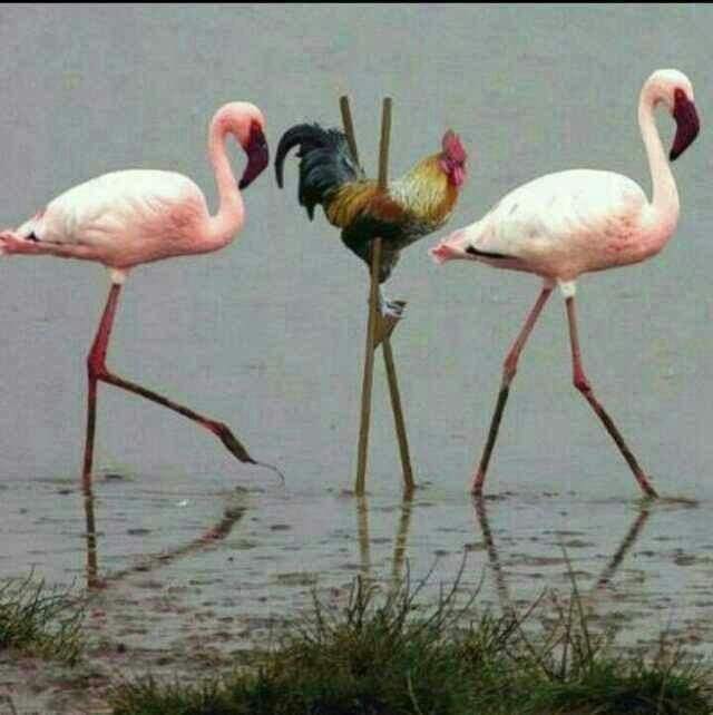 null
