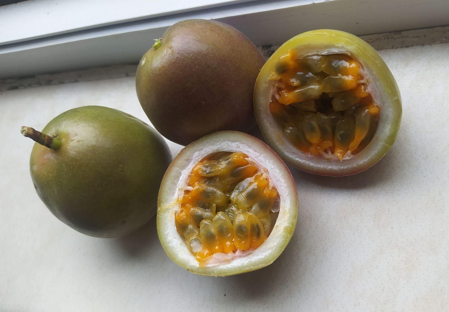 نهال پشن فروت ارغوانی|خدمات باغبانی و درختکاری|لاهیجان, آهندان|دیوار