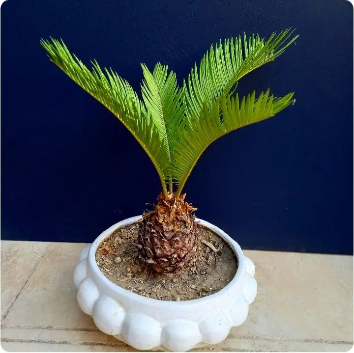 نخل سیکاس.گل طبیعی.بونسای.بونسای.ورامین ژژ|گل و گیاه طبیعی|ورامین, ورامین|دیوار