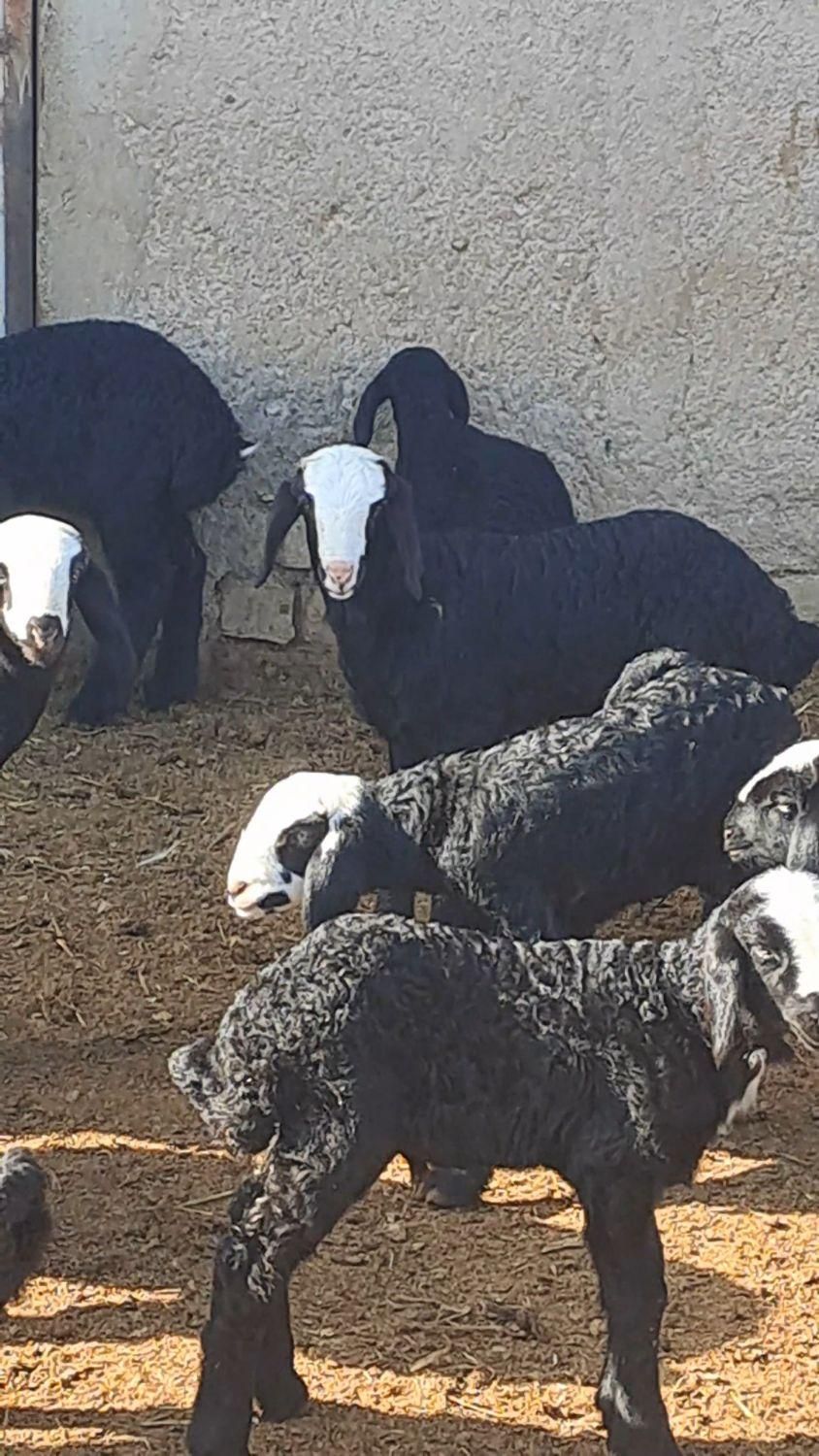 با صرفه و مال بومی ایران میش shali ذات دار|حیوانات مزرعه|تربتحیدریه, |دیوار