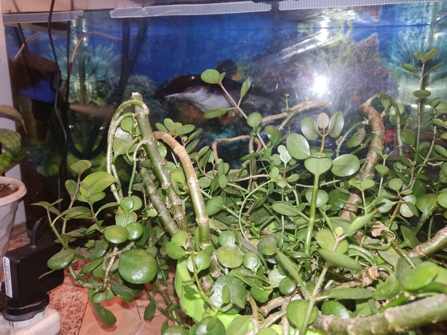 دراگون و لجنخوار|ماهی|اسدآباد, |دیوار