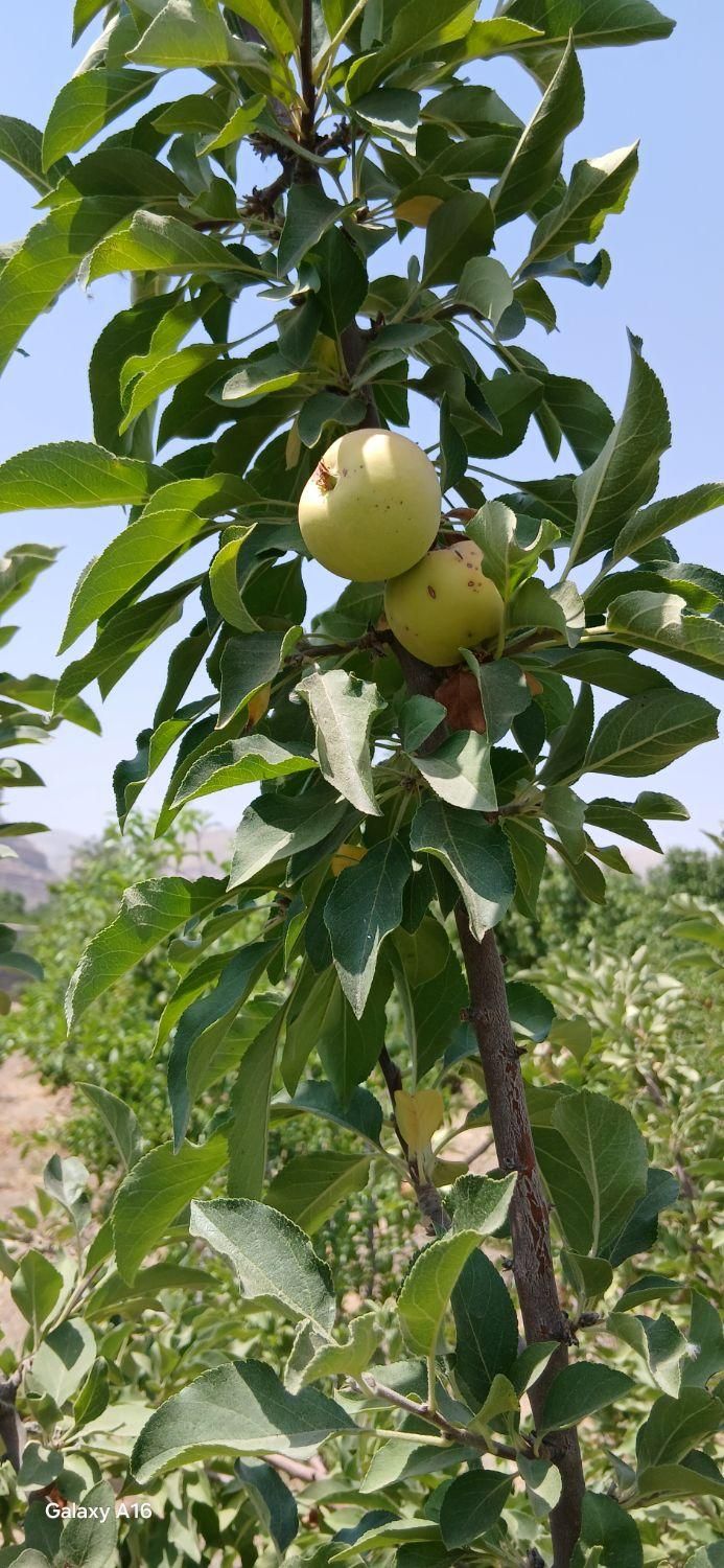 فروش باغ ثمری سیوند|فروش زمین و ملک کلنگی|مرودشت, مسجد رسول‎|دیوار