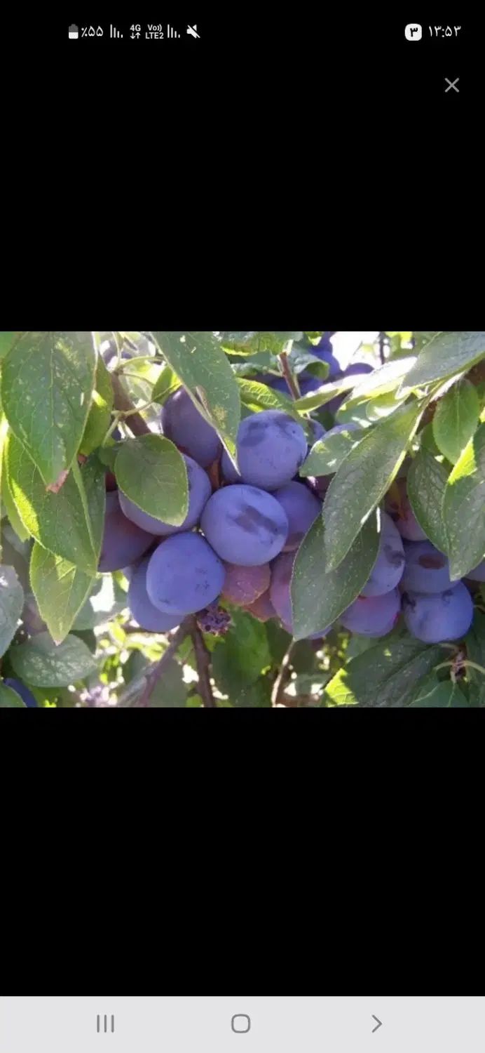 کارگر برای آلو جمع کردن کسی خاست میتونم بیام|خدمات پیشه و مهارت|نیشابور, سرآب کوشک|دیوار