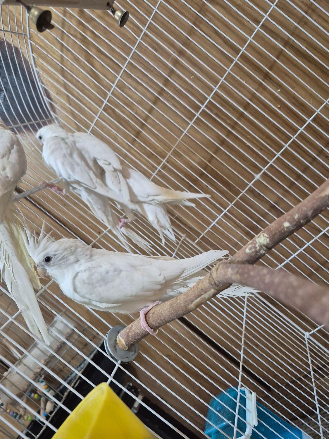 4 عدد عروس هلندی البینو و لوتینو|پرنده|اهواز, کوی نیرو|دیوار