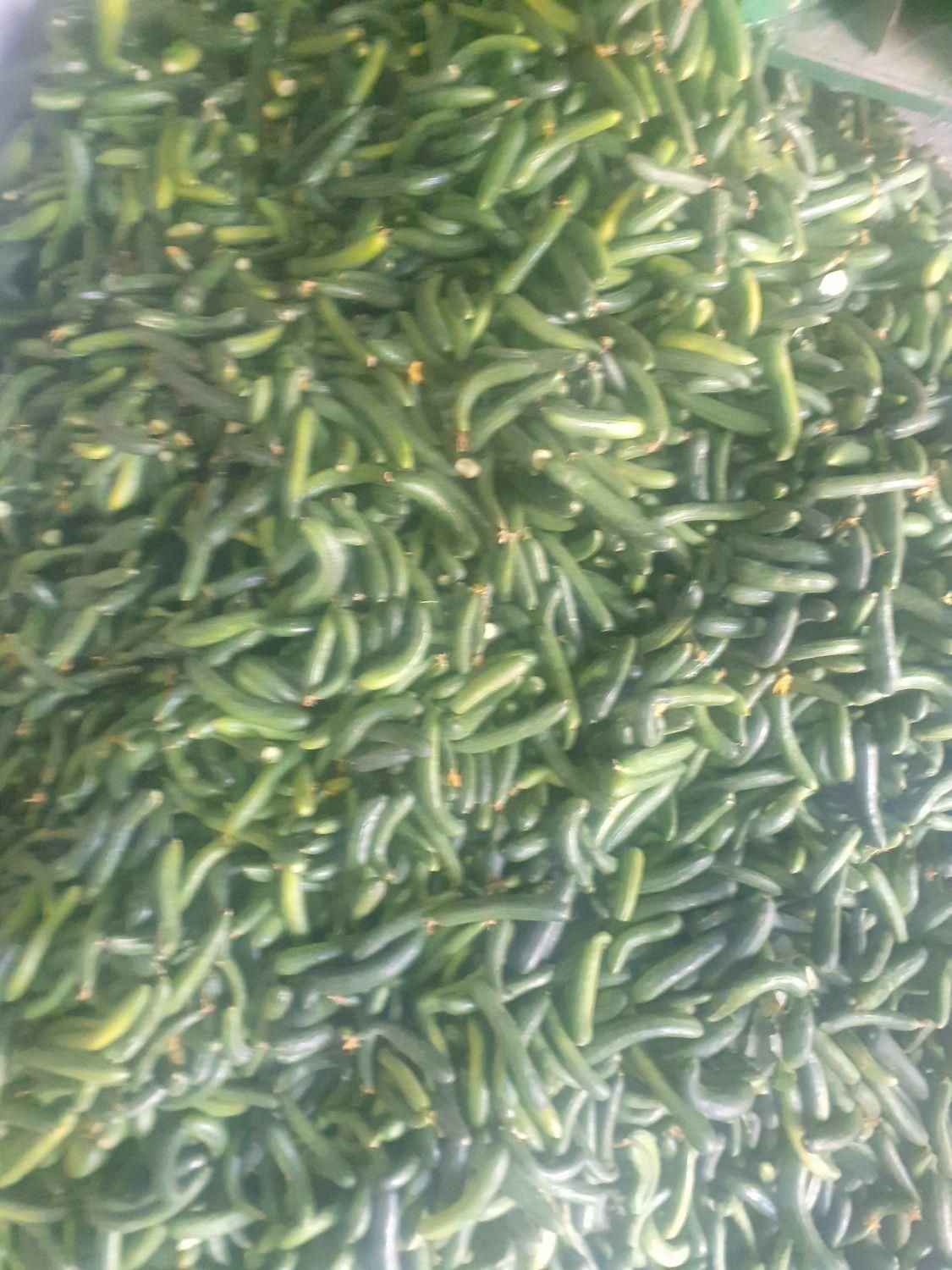 ویژه فیت دار نهاوندی تازه وریز قیمت مناسب|خوردنی و آشامیدنی|تهران, افسریه|دیوار