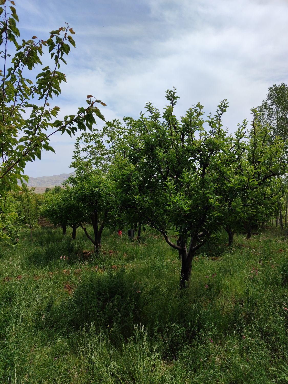 فروش باغ میوه 1050 متری در باغات روستای سیوان|فروش زمین و ملک کلنگی|مرند, |دیوار