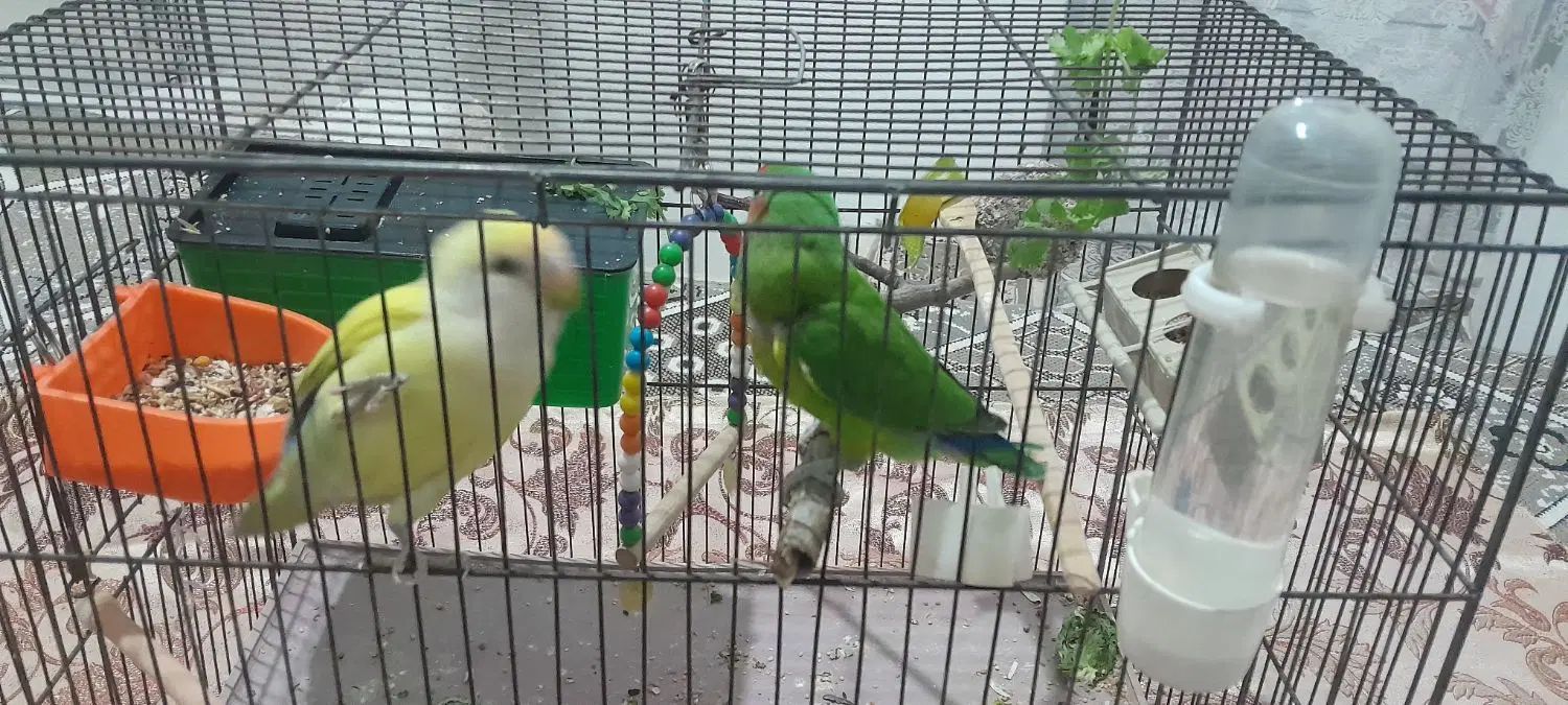 یه جفت طوطی.برزیلی نر و ماده شیطون بلا دستی|پرنده|کامیاران, |دیوار
