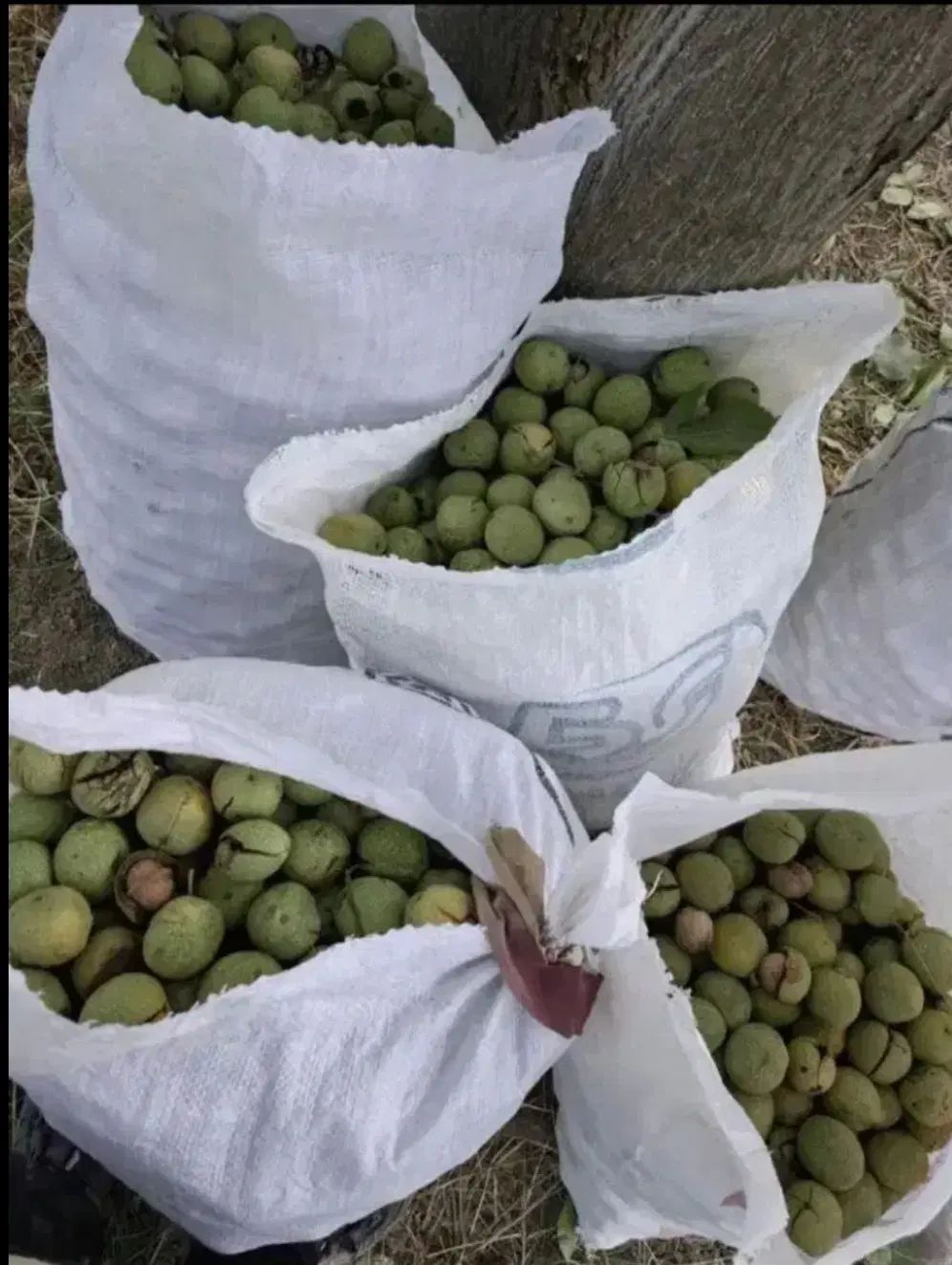 گردو سبز و تازه چین پوست کاغذی ارسال به درب منزل|خوردنی و آشامیدنی|کردکوی, |دیوار