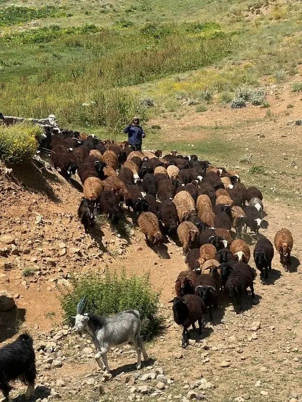 روغن حیوانی و محلی اصل روستاهای اورامان کردستان|حراج|تهران, تجریش|دیوار