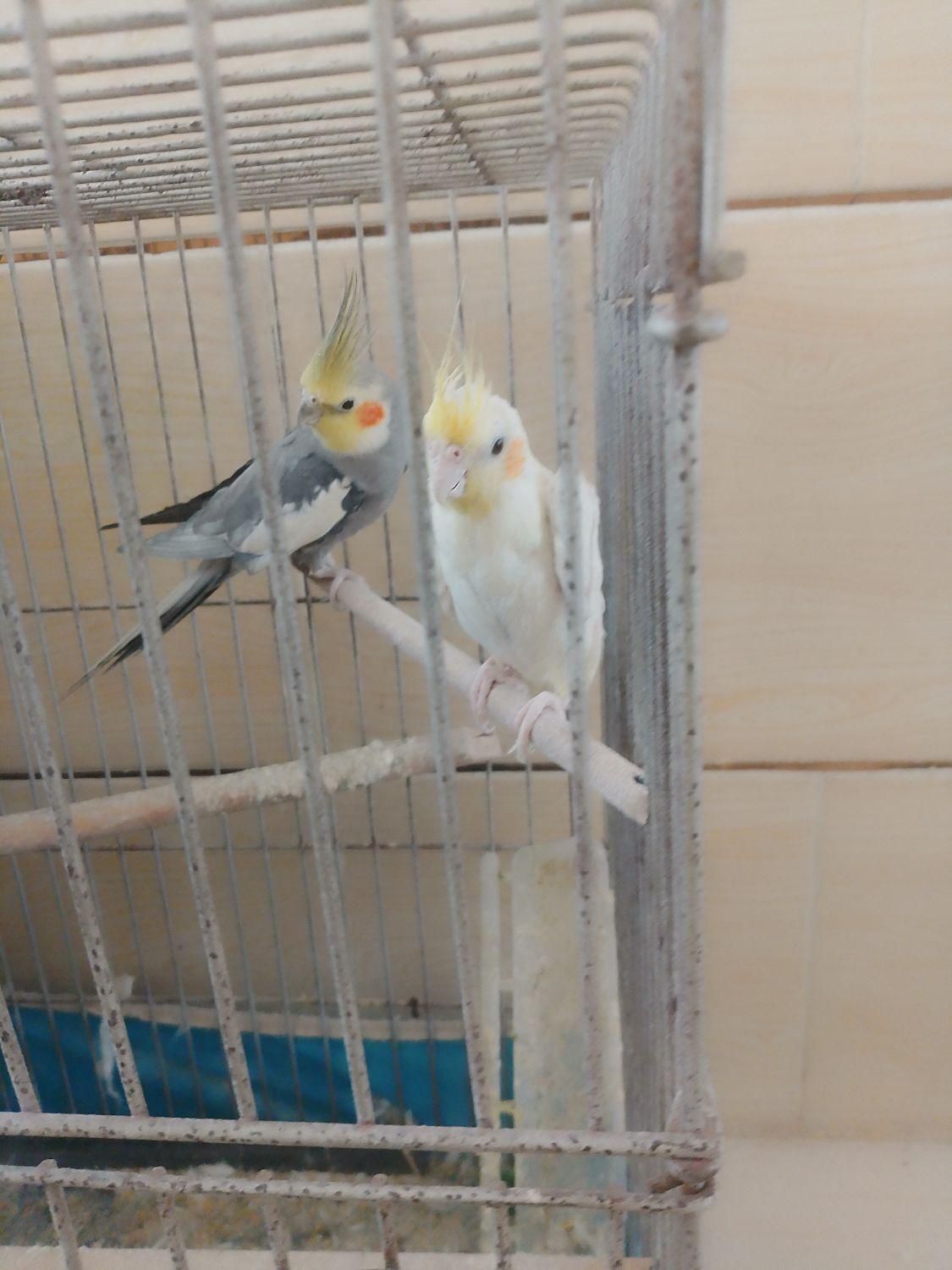 عروس هلندی|پرنده|حاجی آباد, |دیوار