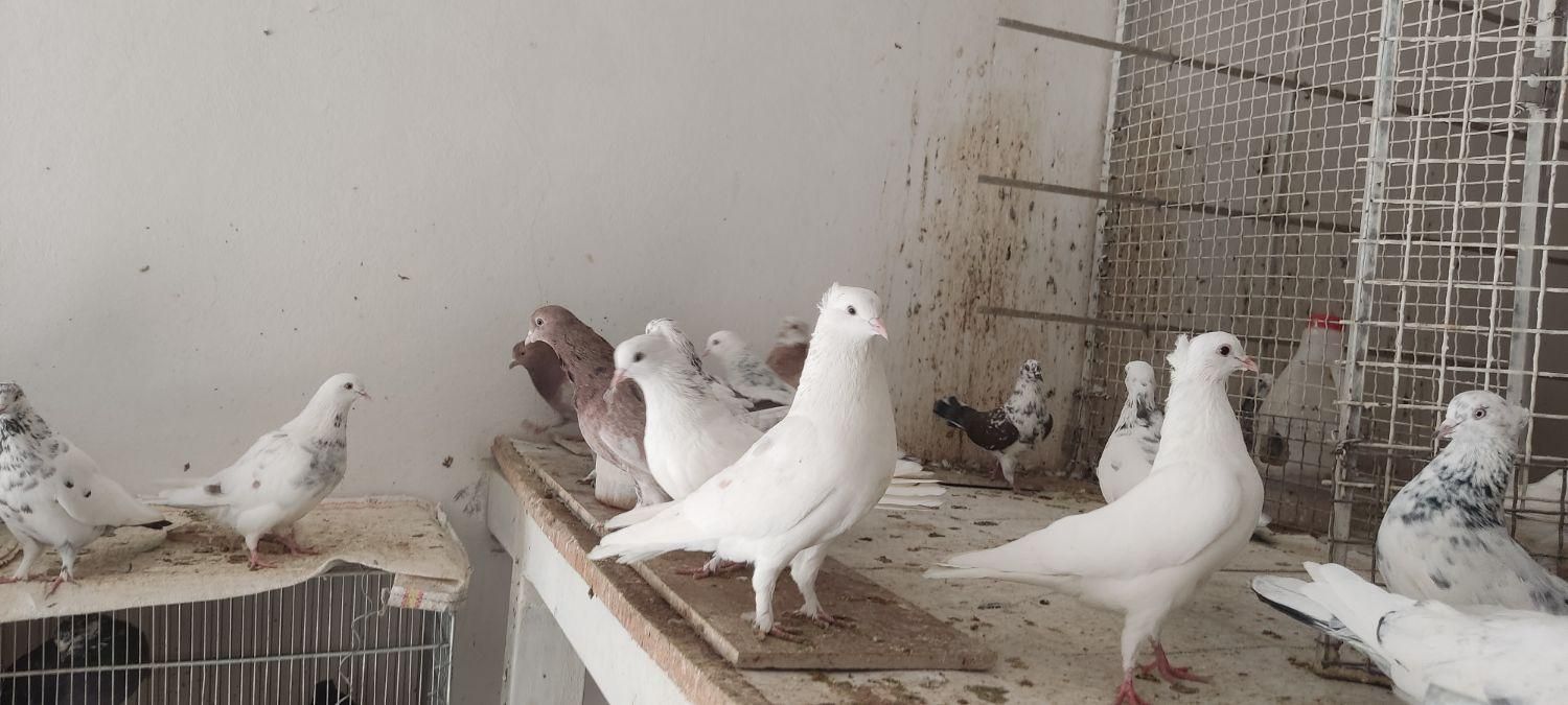 کبوتر پرش|پرنده|آمل, |دیوار