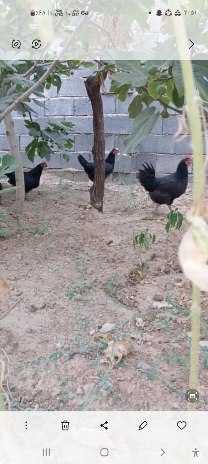 فروش قوغاز نروماده ومرغ تخم گذاررسمی جوان|حیوانات مزرعه|ساوه, |دیوار
