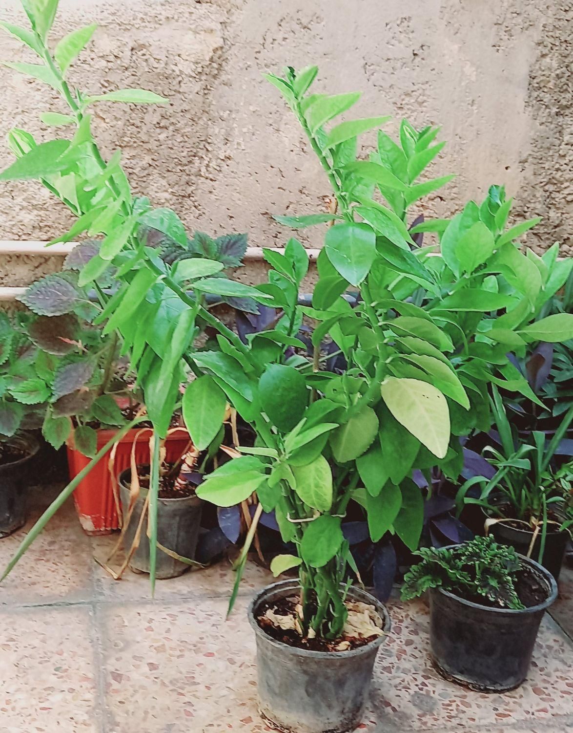 گل سبز|گل و گیاه طبیعی|ایذه, |دیوار