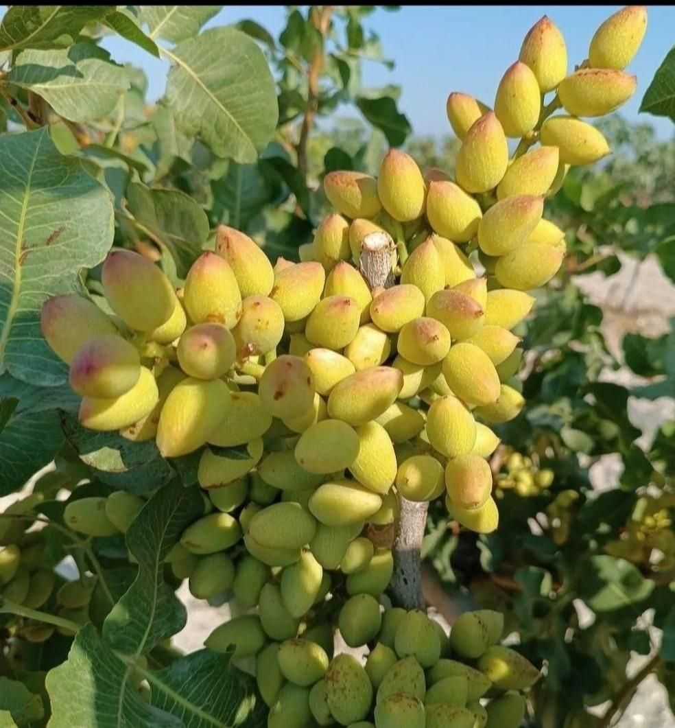 باغ پسته.معاوضه با هیچ آهن پاره ای ندارم|فروش دفتر صنعتی، کشاورزی، تجاری|مشهد, شهرک شهید باهنر|دیوار