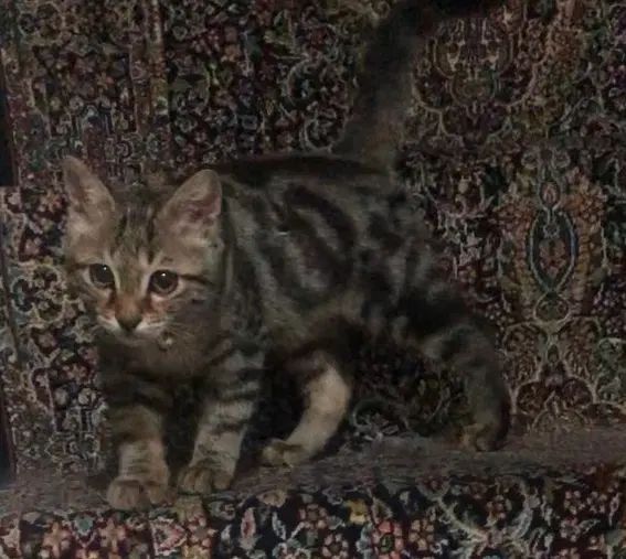 گربه گمشده|گربه|تهران, نارمک|دیوار