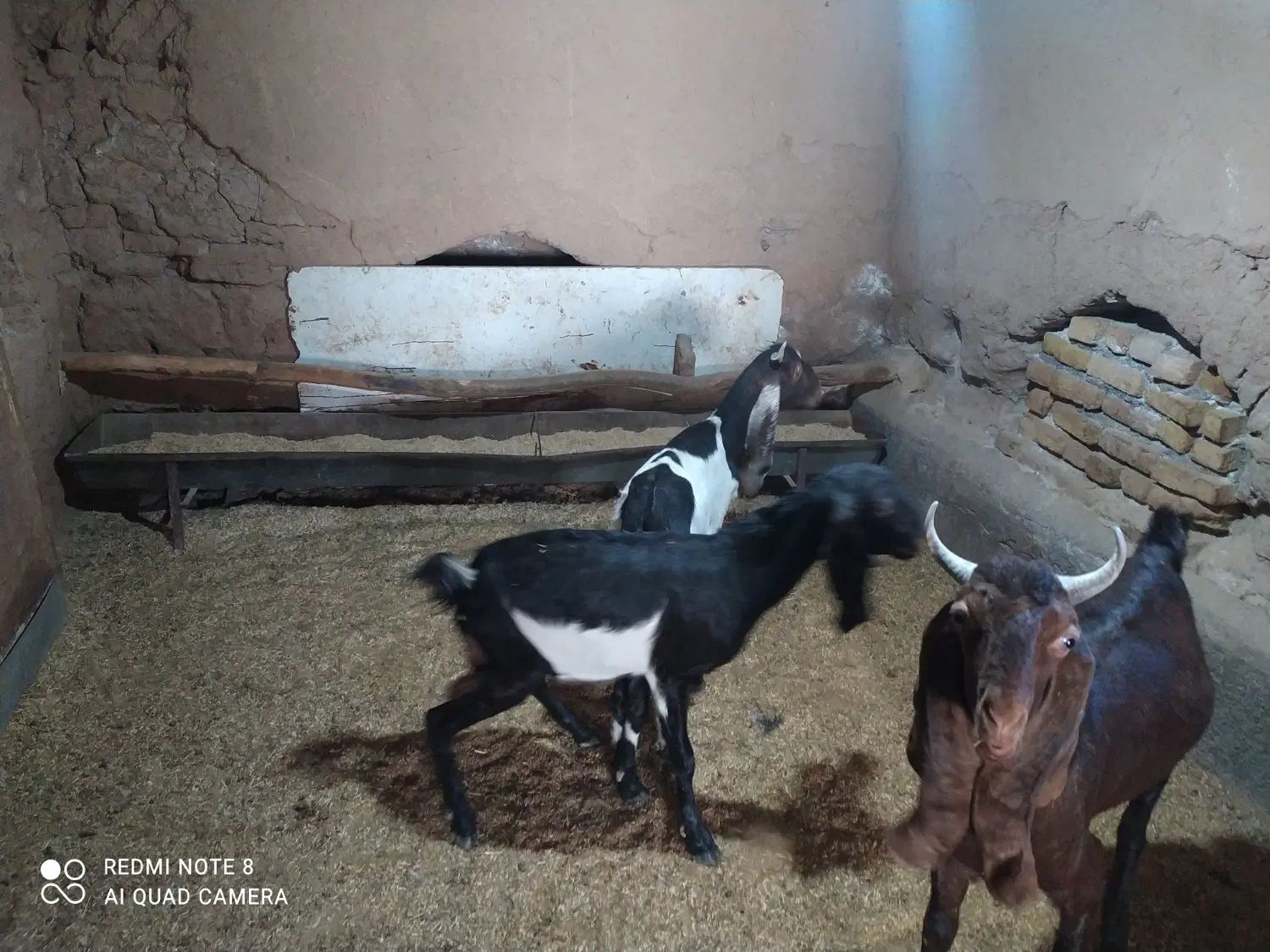 بز جوان و کولار پاکستانی اصیل و زائیده و چاق|حیوانات مزرعه|مشهد, مقدم|دیوار