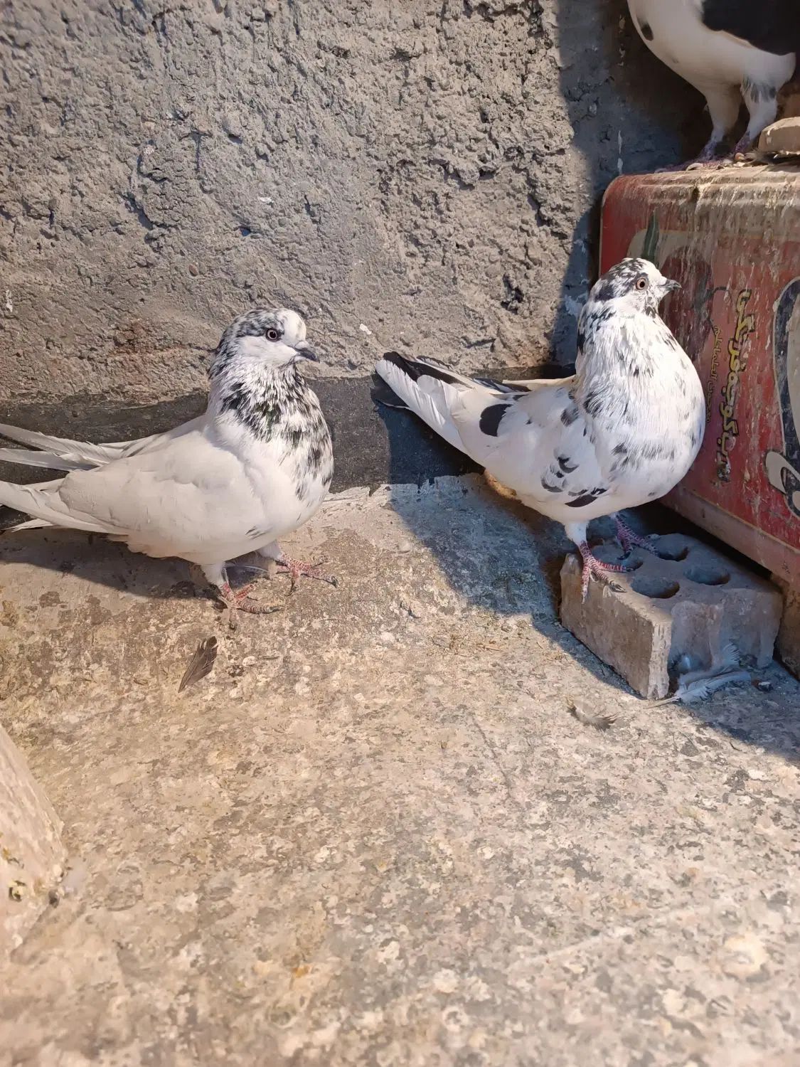 کفتر تهرونی نر و ماده کله ای . نر دوکت. نر کله ای|پرنده|اصفهان, دارک|دیوار