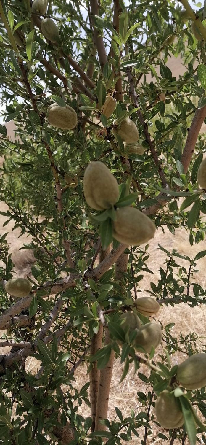 فروش خانه باغ موچش ۳۸۵۰ متری رمشت، ۱ خوابه|فروش خانه و ویلا|سنندج, |دیوار