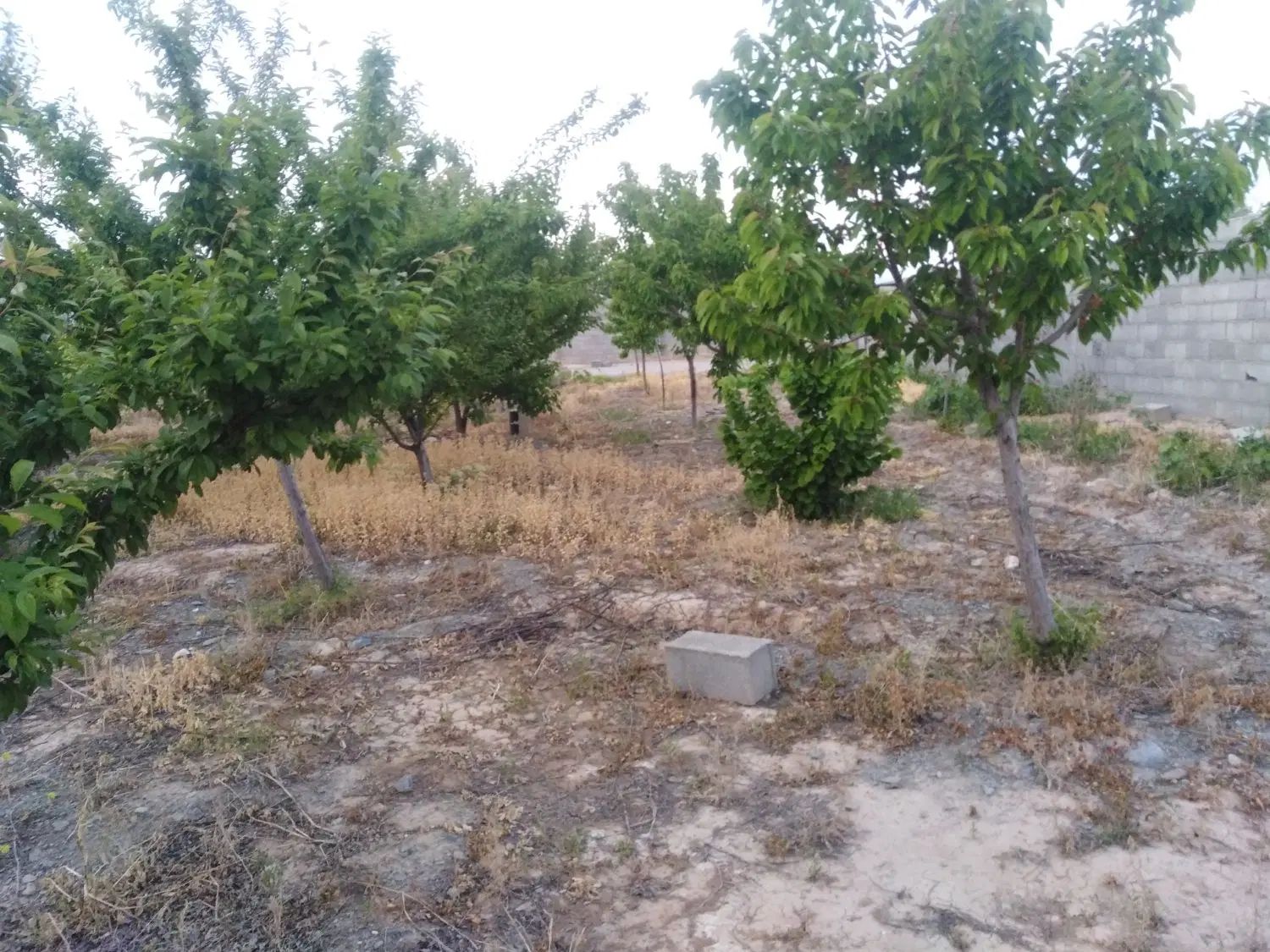 باغ دور دیوار550زاک فردوسی شاهنامه مشهد زمین معاوض|فروش زمین و ملک کلنگی|مشهد, درزآب|دیوار