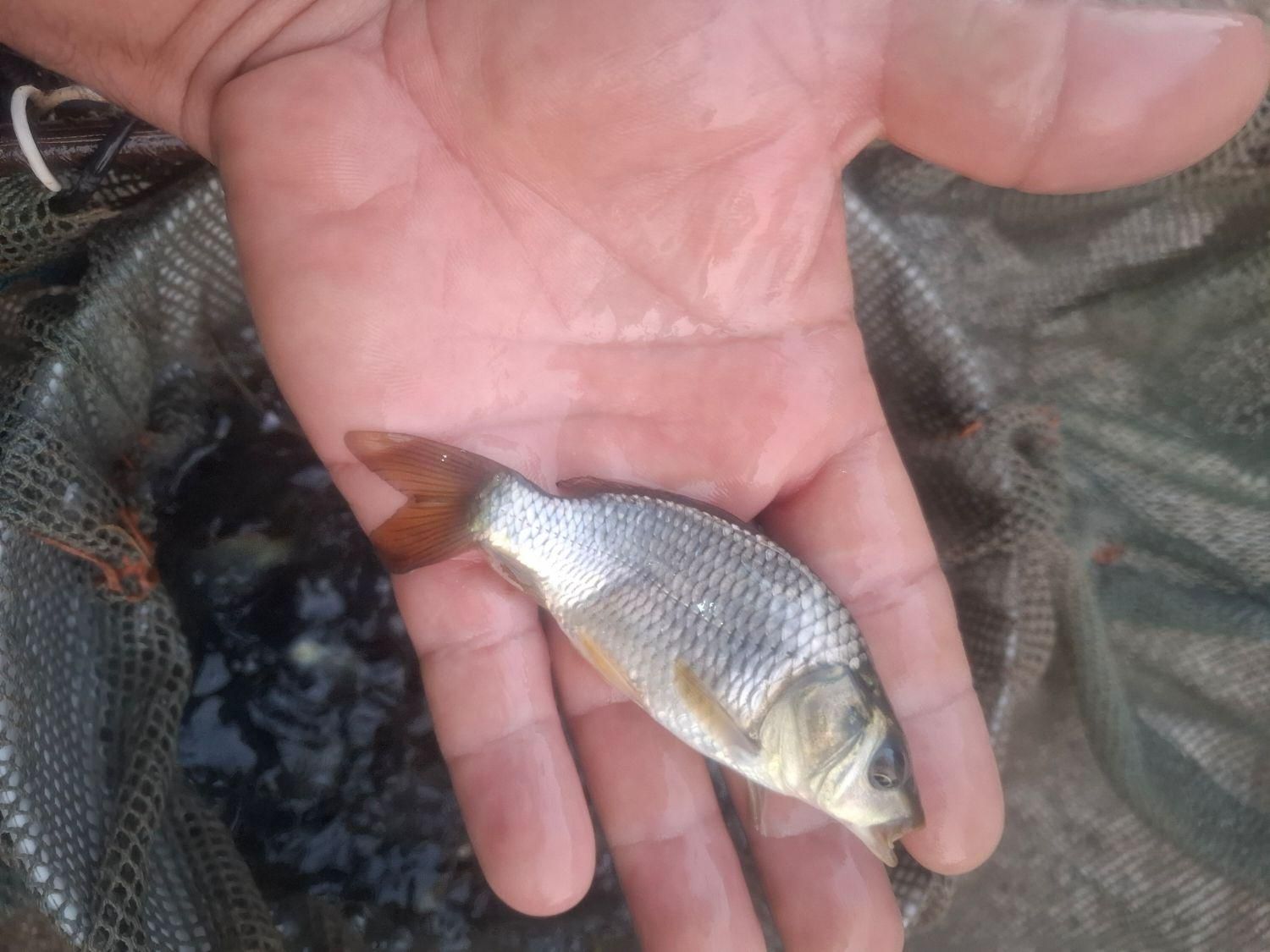 کپور اوزون فیتوفاک اموروبیگهد|ماهی|گرمسار, |دیوار