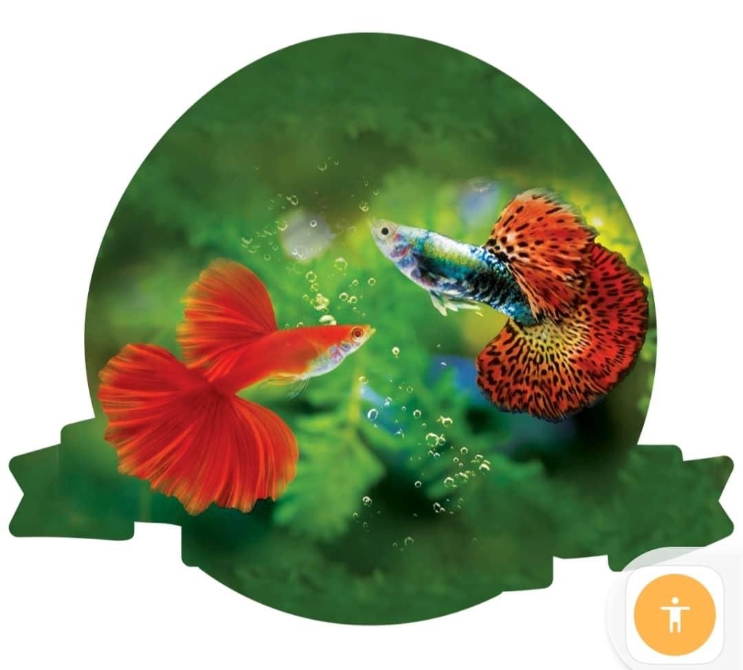 فروشگاه آکواریوم دریا|ماهی|بندر انزلی, پردیس|دیوار