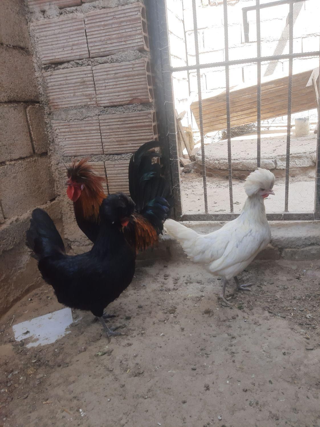 مرغ و خروس لهستانی|حیوانات مزرعه|بندر ترکمن, |دیوار