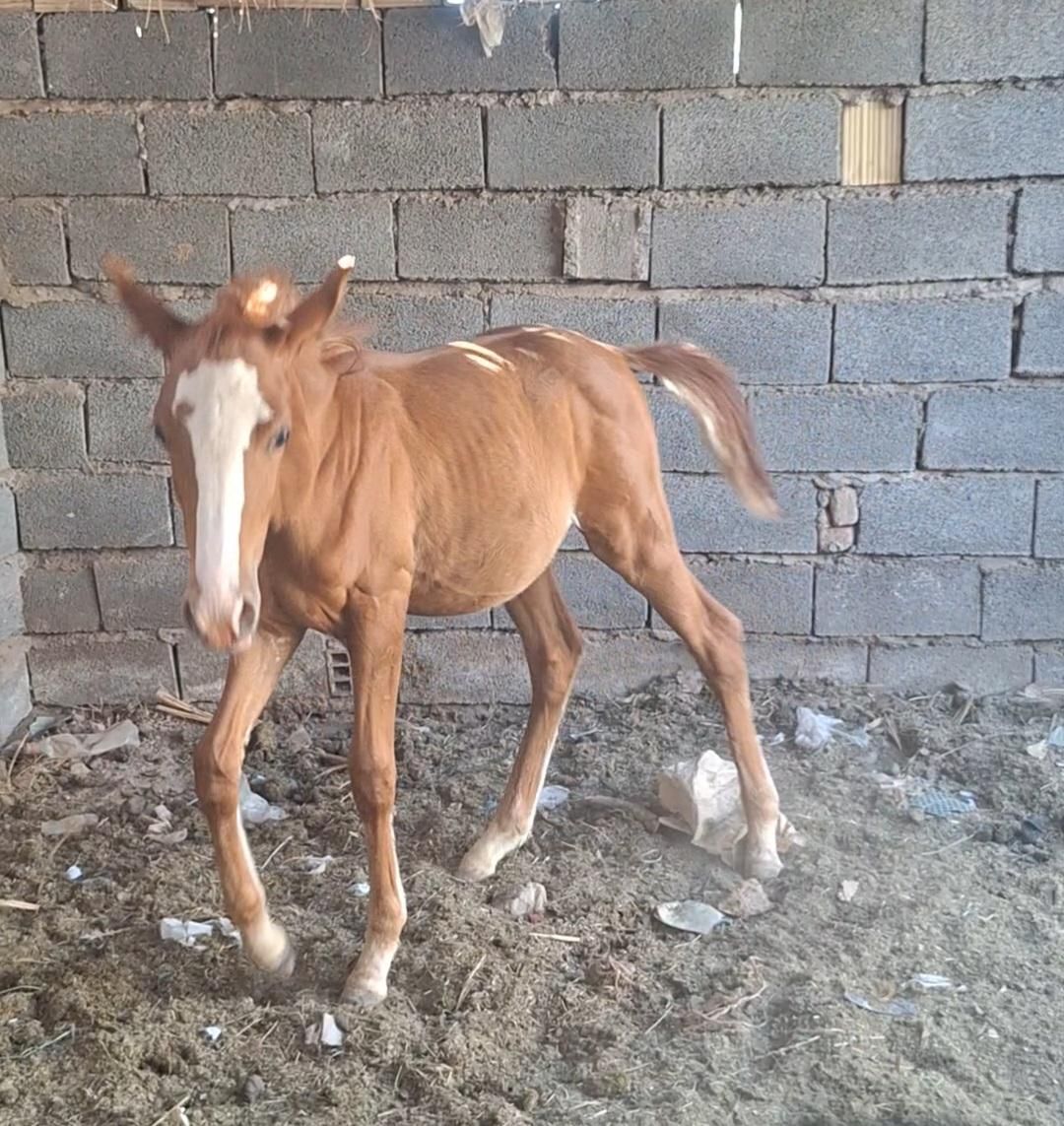 کره ۷ ماه|اسب و تجهیزات اسب‌سواری|بم, |دیوار