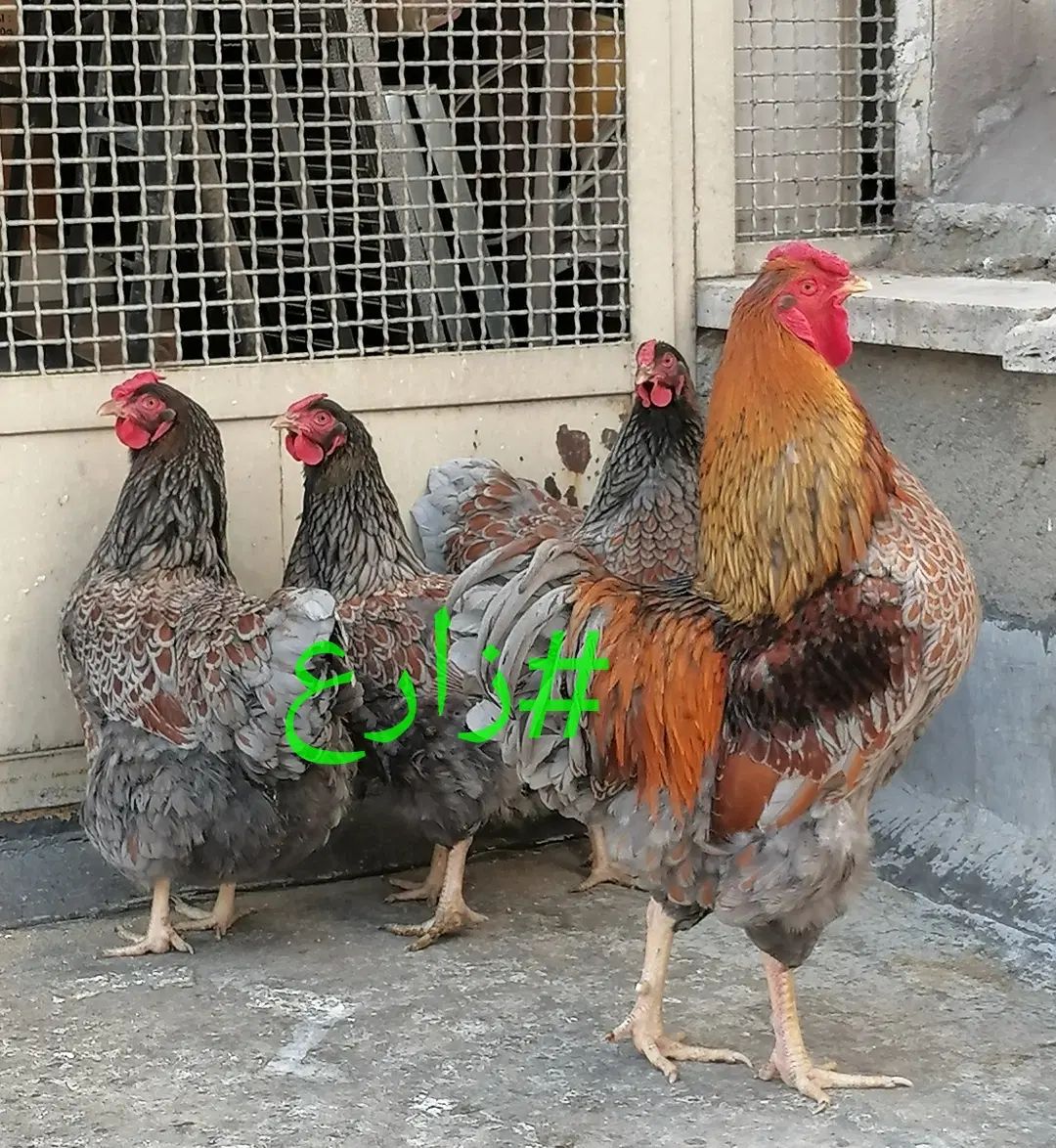 جوجه و نیمچه مرغ و خروس نژاد ویاندوت اصل|حیوانات مزرعه|تهران, مهران (سیدخندان)|دیوار