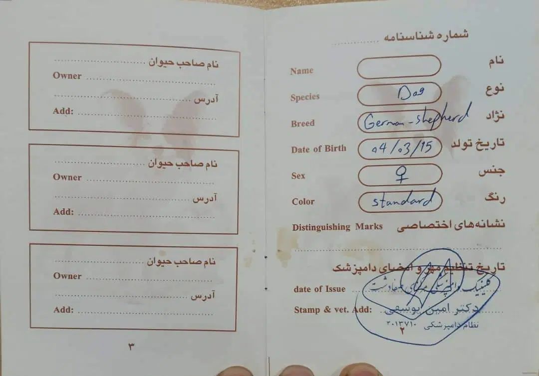 سگ ۲ ماهه نژاد ژرمن ورک ماده شناسنامه دار|سگ|هشتگرد, مدرس|دیوار