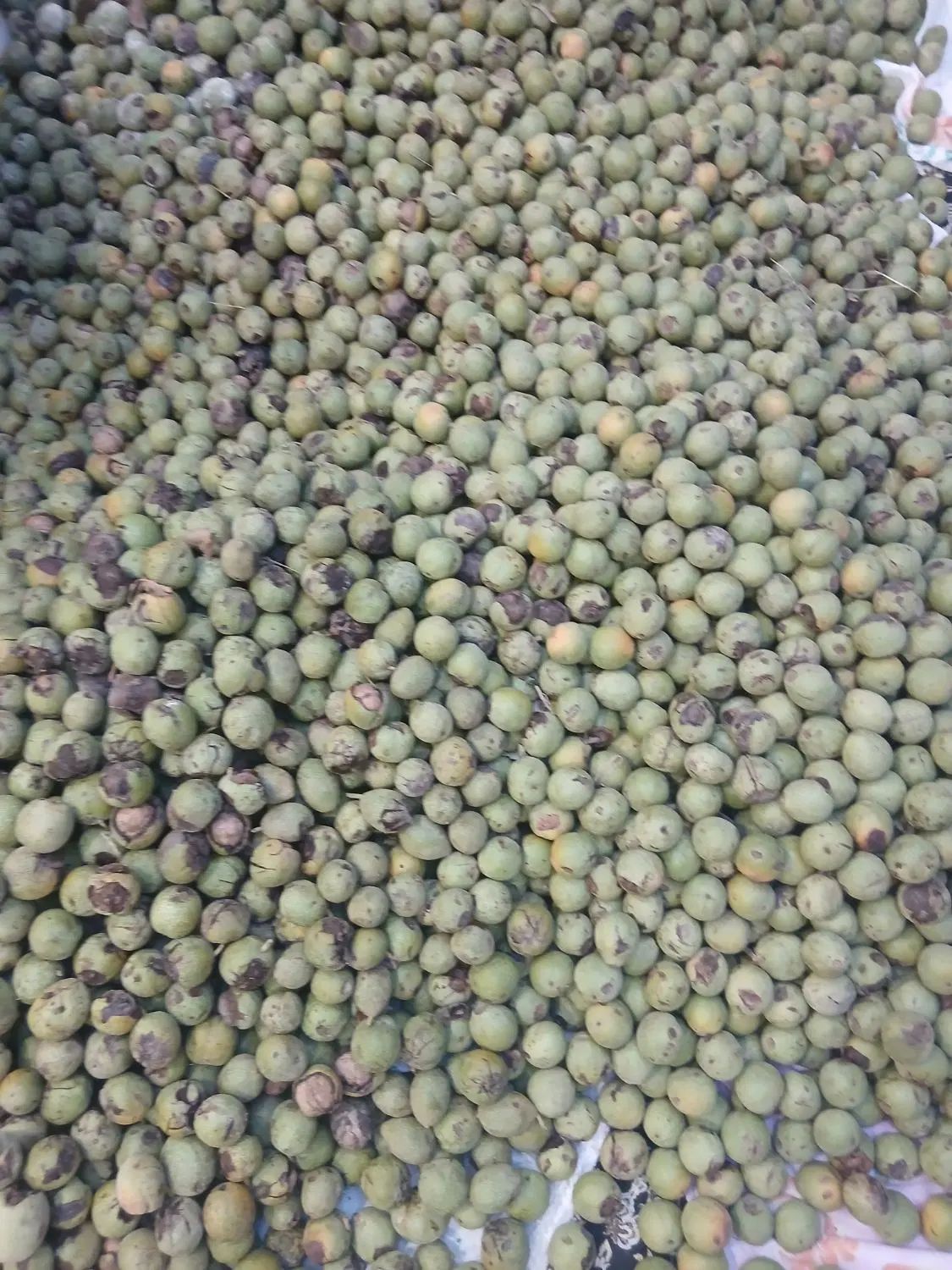 گردو درجه یک|خوردنی و آشامیدنی|تهران, فرحزاد|دیوار