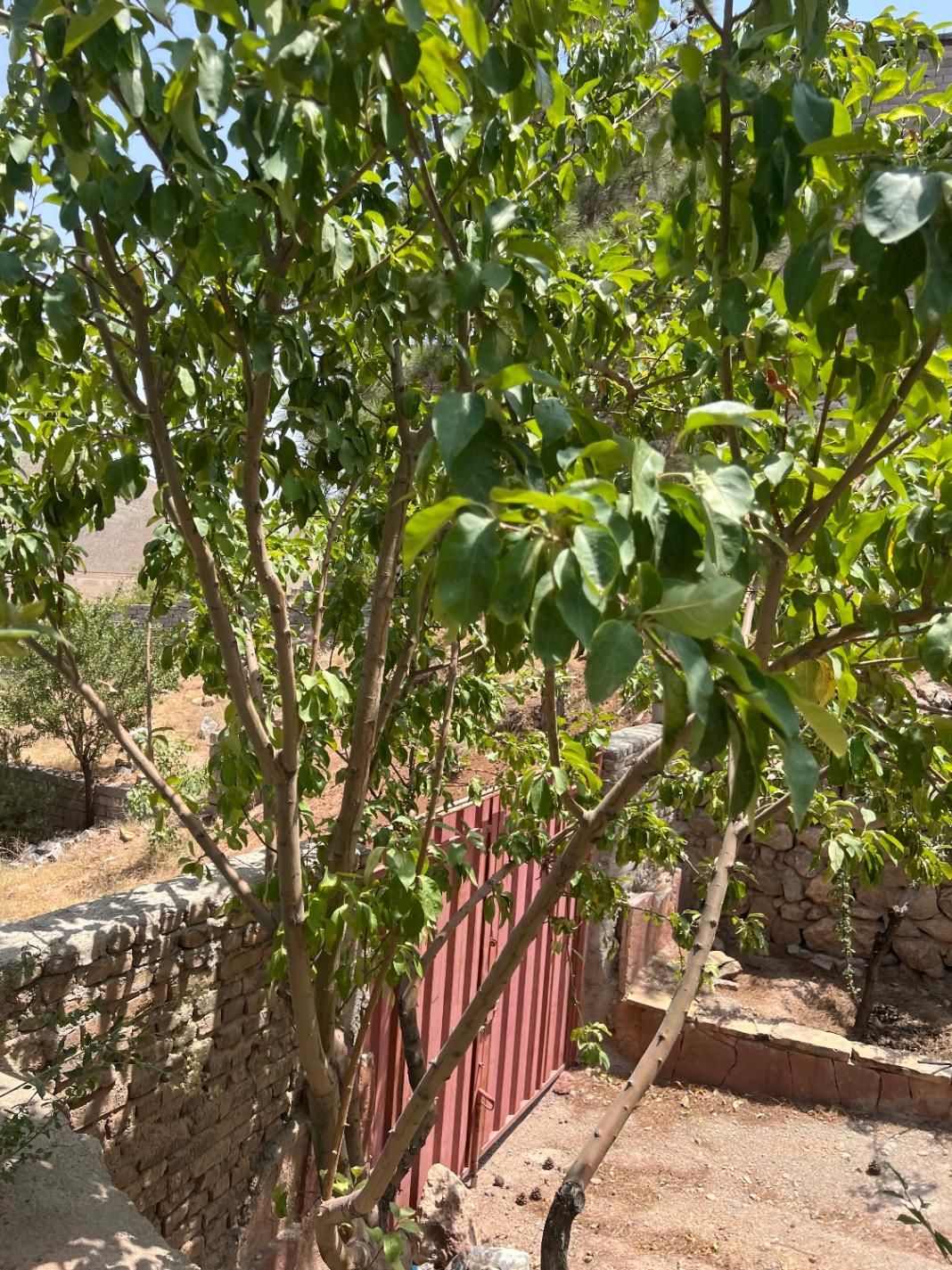 پردیس واصفجان (خانلرآباد،هیزم دره)|فروش زمین و ملک کلنگی|پردیس, واصفجان|دیوار