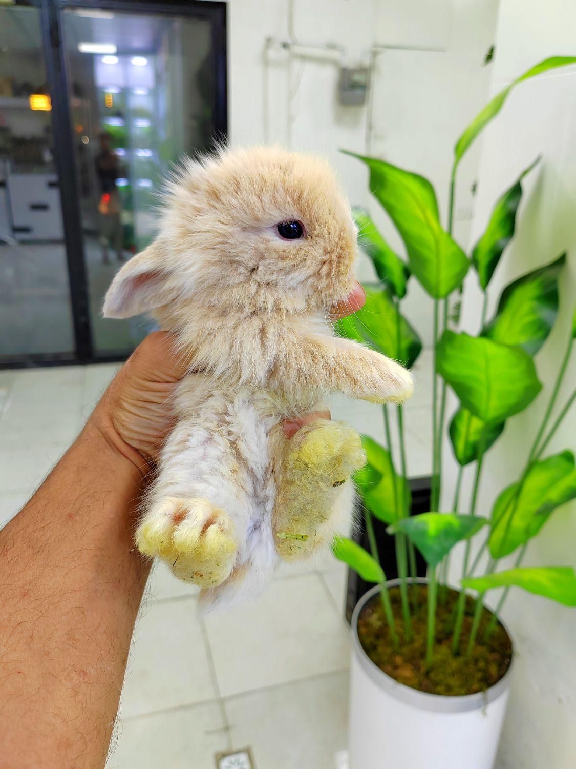 خرگوش لوپ|موش و خرگوش|تهران, بریانک|دیوار