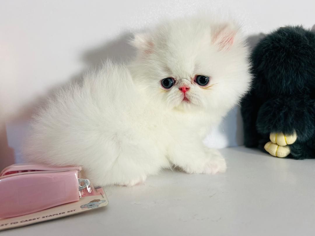 بچه گربه اشرافی|گربه|اهواز, رسالت|دیوار