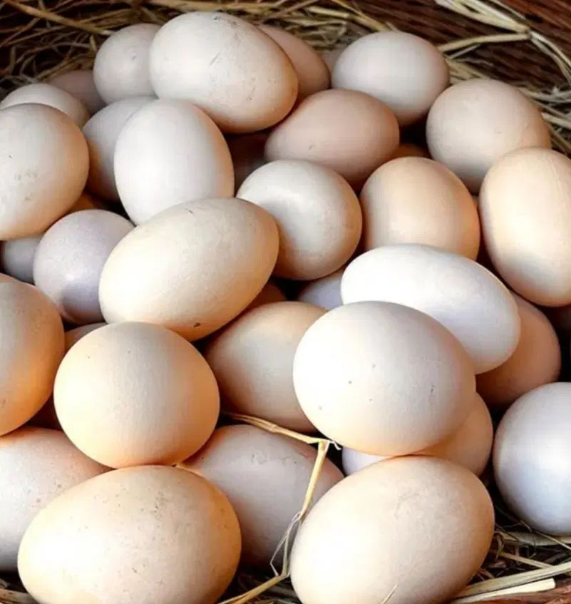 تخم مرغ نطفه دار خارجی و لاری چابهاری اصیل|حیوانات مزرعه|گراش, |دیوار