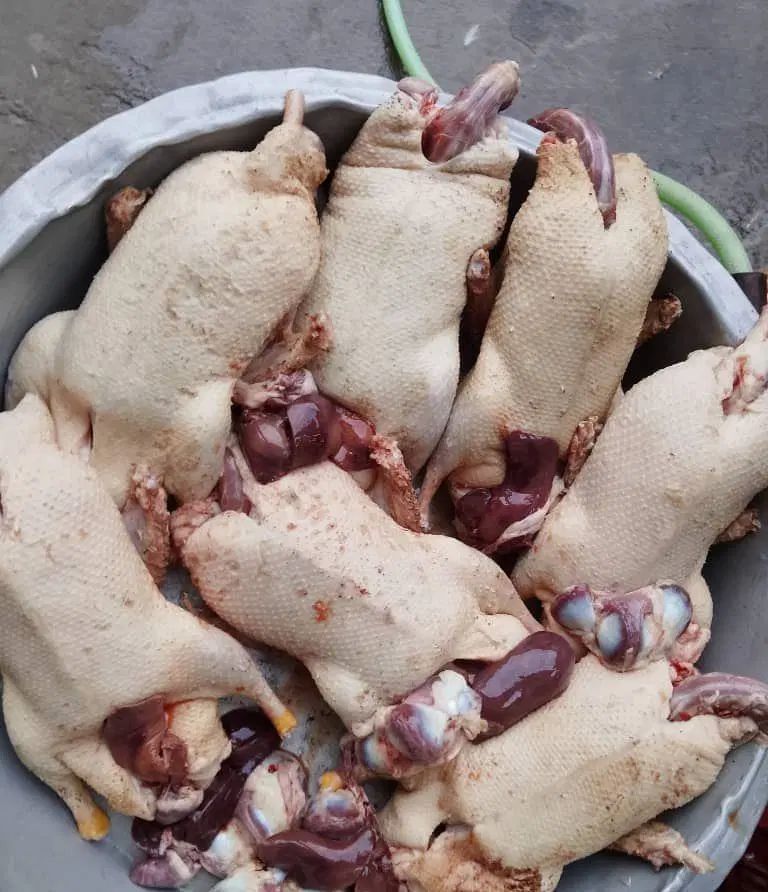 اردک اسرایبلی غاز مرغ اردک پرکنده و زنده|حیوانات مزرعه|رستم‌آباد, |دیوار