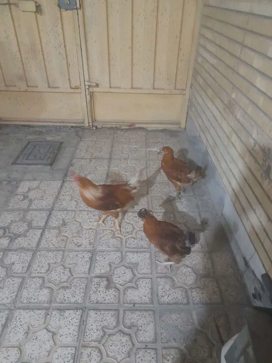 مرغ وخروس|پرنده|اصفهان, کساره|دیوار