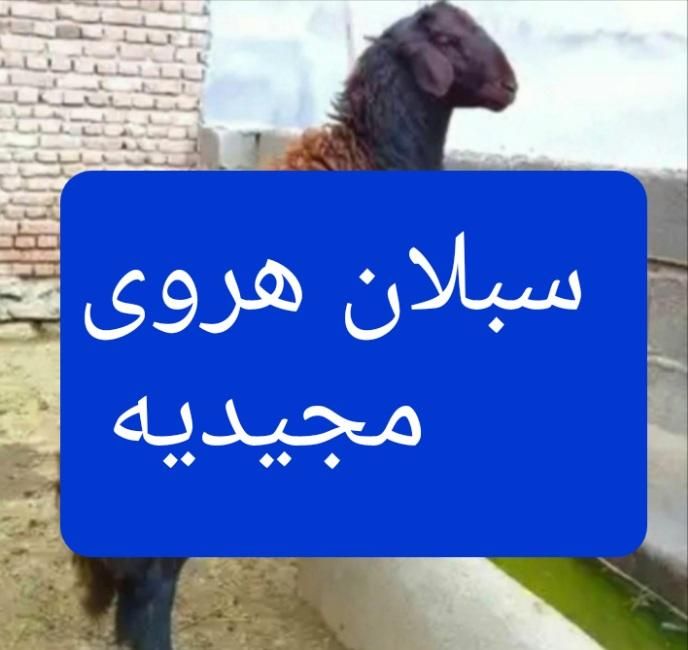 گوسفند زنده** نظام آباد سبلان امام حسین نارمک|حیوانات مزرعه|تهران, سبلان (لشگر)|دیوار