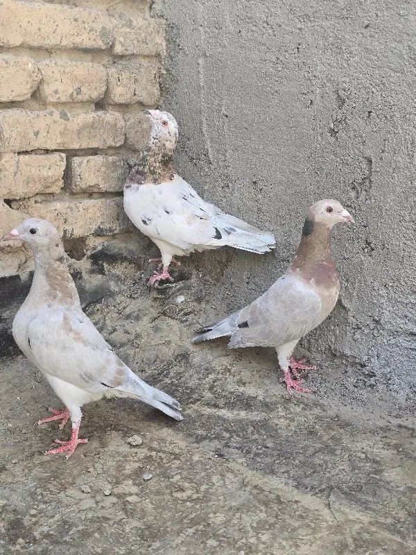 جفتگاه سار با جوجه گراف ماده|پرنده|مشهد, هفده شهریور|دیوار