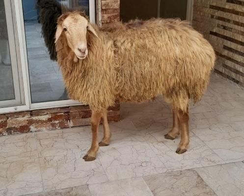 کشتارگاه فروش گوسفند زنده شکم خالی برای قربانی|حیوانات مزرعه|مشهد, کشاورز|دیوار