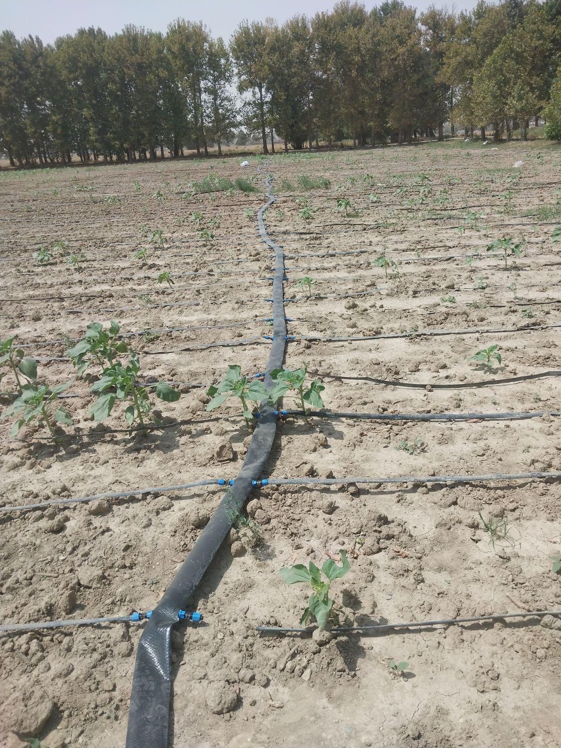 ابیاری قطره ای باغ ویلا لوله گذاری تعمیرات ویلا|خدمات باغبانی و درختکاری|تهران, استاد معین|دیوار