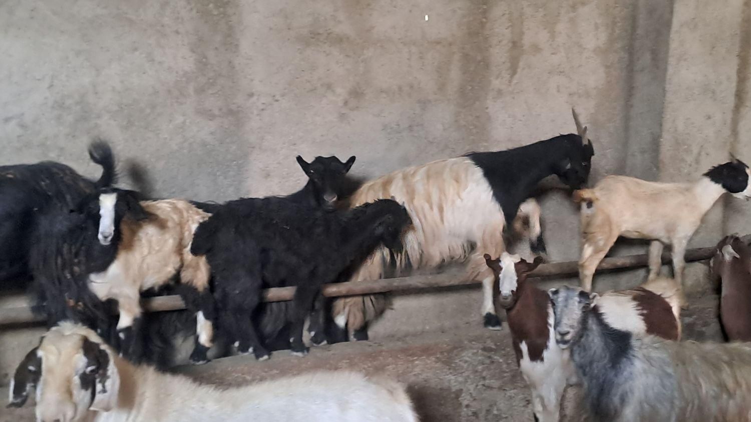 ۷راس بزدرجه یک جوان|حیوانات مزرعه|تنکمان, |دیوار