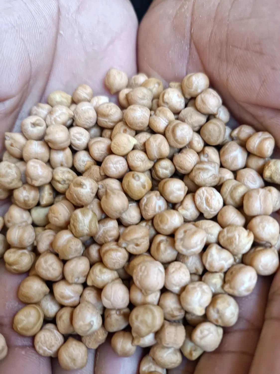 نخود عالی و درجه 1|خوردنی و آشامیدنی|اصفهان, خواجو|دیوار