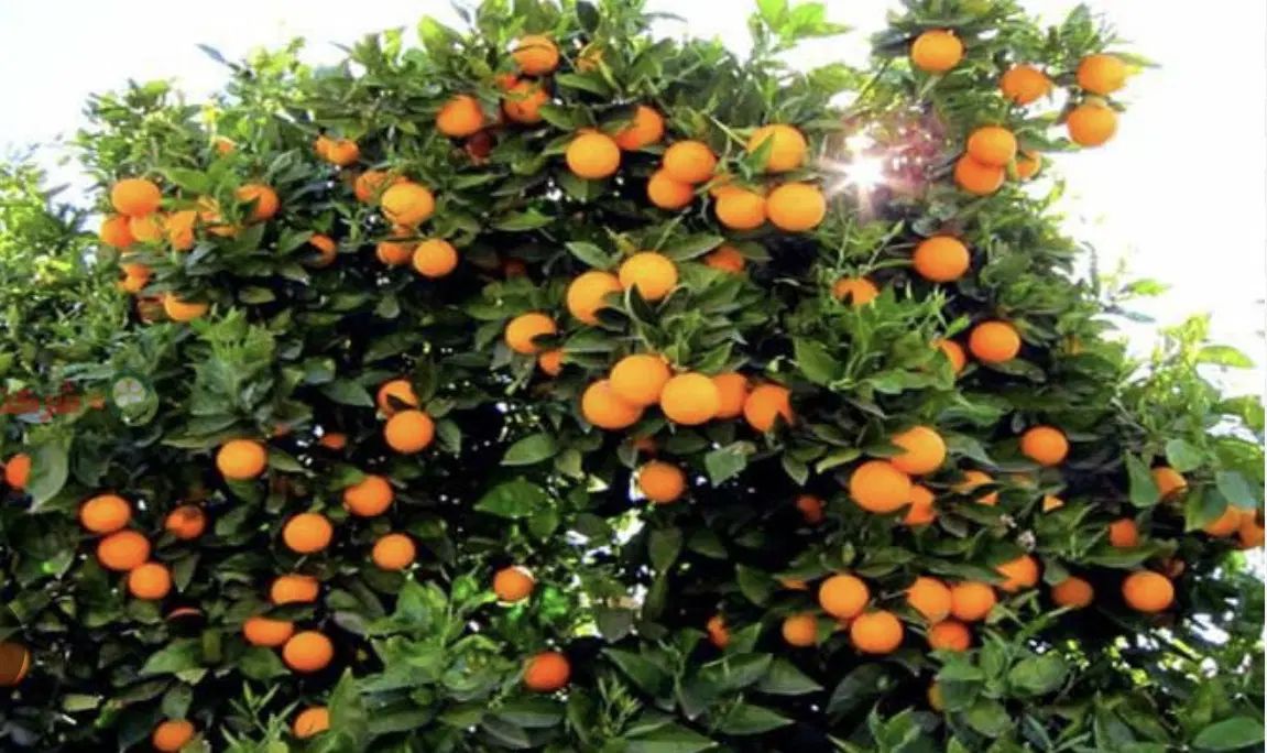 باغ|فروش خانه و ویلا|تهران, آذربایجان|دیوار